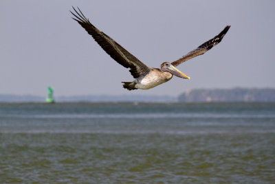 Brown Pelican in Flight, Tybee Beach, GA