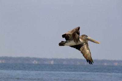 Brown Pelican in Flight, Tybee Beach, GA