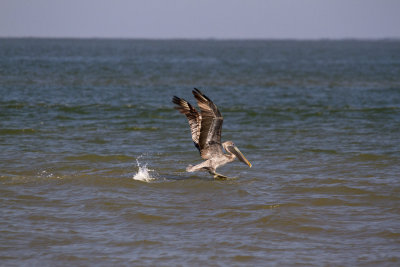 Brown Pelican Landing, Tybee Beach, GA