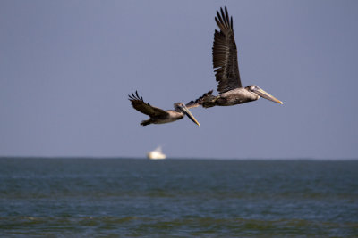 Brown Pelican Pair, Tybee Beach, GA
