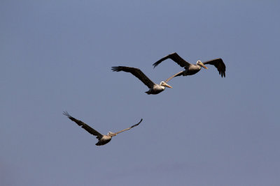 Brown Pelican Trio, Tybee Beach, GA