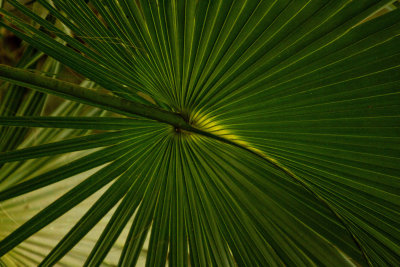 Palm Leaf, Harris Neck Wildlife Refuge