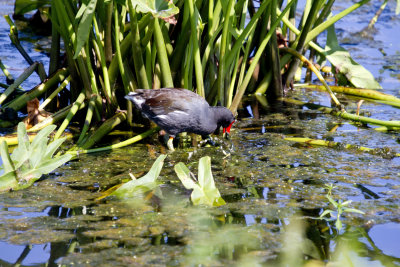 Purple Gallinule, Savannah Wildlife Refuge