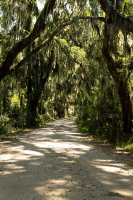 Spanish Moss Road, Savannah Wildlife Refuge