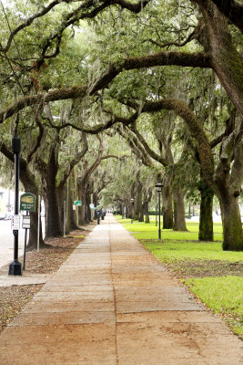 Spanish Moss Trees, Savannah, GA