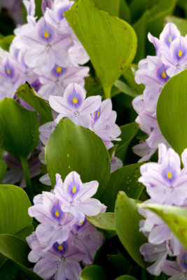 Purple Water Flowers, Savannah Wilflife Refuge