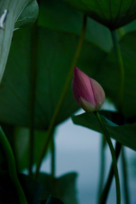 nikkor_135_28