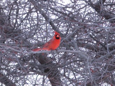 Cardinal Red