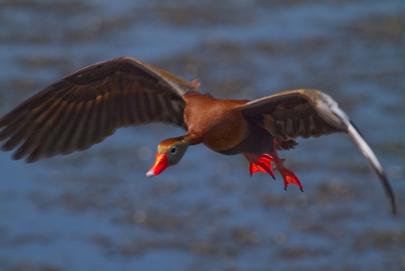 Black Bellied Whistling Duck-Viera Wetlands.jpg