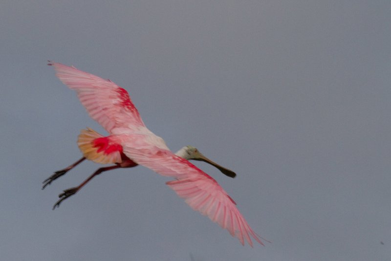 Roseate Spoonbill in Flight-St Augustine Aligator Farm.jpg