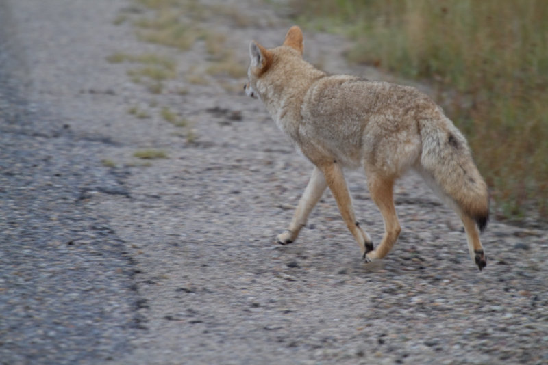 Coyote (9).jpg