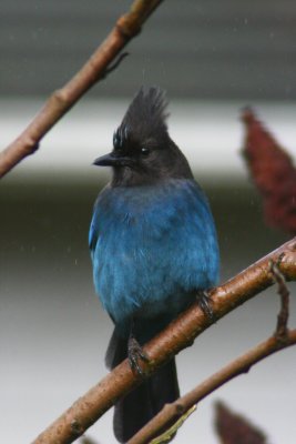 Steller Jay