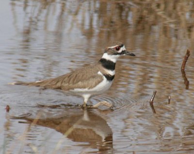 Killdeer