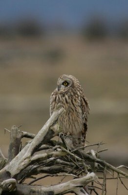 Short Eared Owl