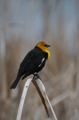 Yellow Headed Blackbird
