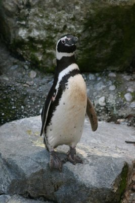 Penquin