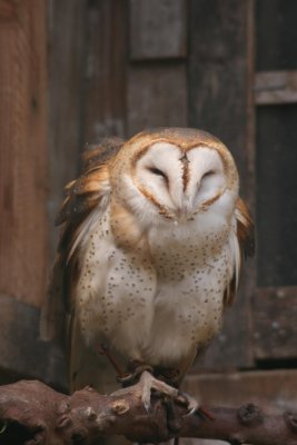 Barn Owl