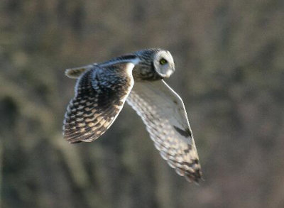 Short Eared Owl