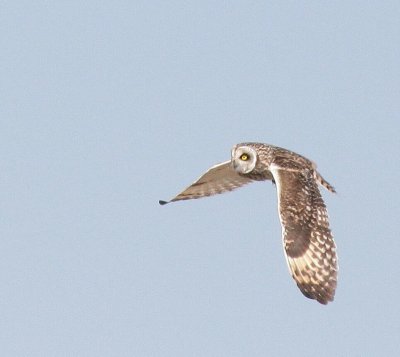 Short Eared Owl