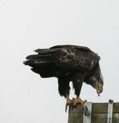 Eagle