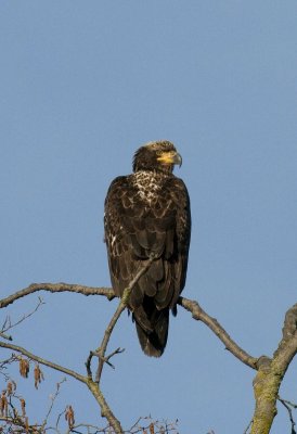 Eagle
