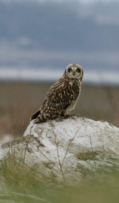 Short Eared Owl