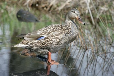 Female Mallard