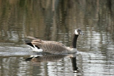 Canadian goose