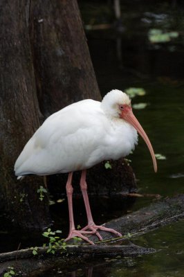 White Ibis