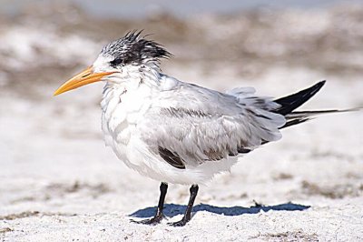 TERN