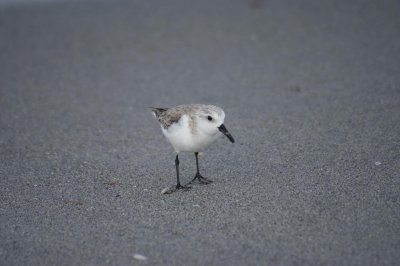 sanderling