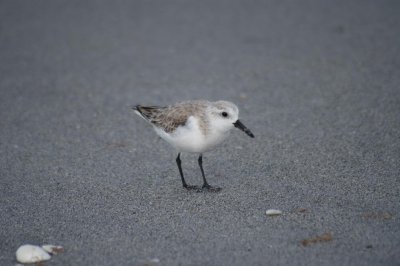 sanderling