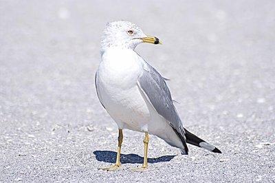 Ring Billed Gull