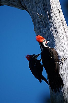 Pileated Woodpecker