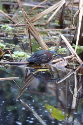 Green Heron