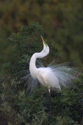 great egret