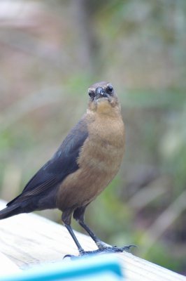 grackle