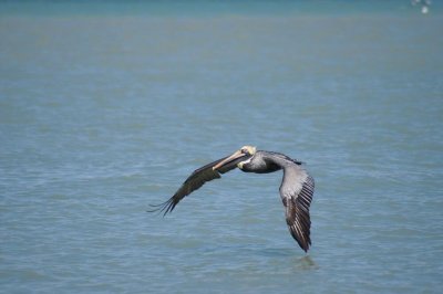 Brown Pelican