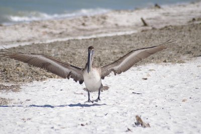 Brown Pelican