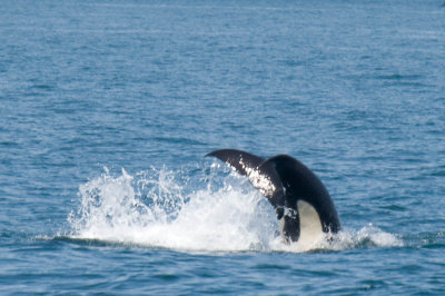 whaleIMG_5048c.jpg
