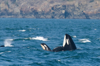 whaleIMG_4972.jpg