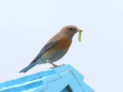 Western BlueBird