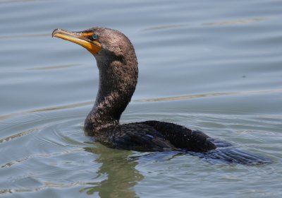 Double Crested Comorant