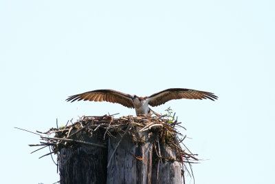 Osprey