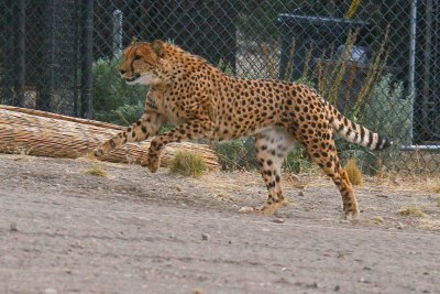 cheetah 7 .jpg