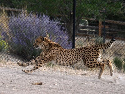 cheetah 4 .jpg