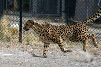 cheetah 3 .jpg