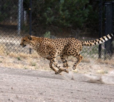 cheetah 2 .jpg