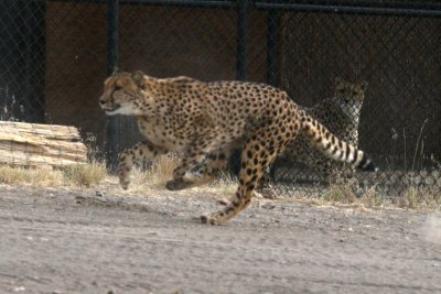 cheetah 1 .jpg