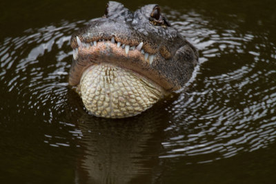 Aligator-Gatorland.jpg